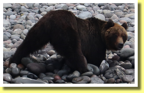 Brown Bear, Shiretoko Peninsula, Hokkaido