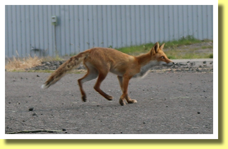 Ezo Red Fox, Utoro, Shiretoko Peninsula, Hokkaido
