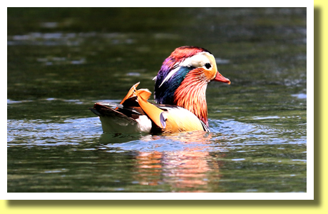 A mandarin duck, Headwater os the Kushiro River, Teshikaga-cho Town, Hokkaido