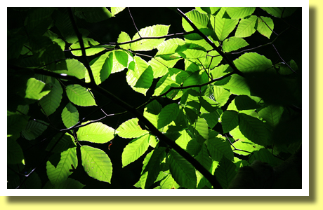 Leaves of Beech Tree, Shirakami Sanchi, Aomori Pref., Tohoku