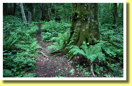 Walking paths in Juniko, Shirakami Sanchi, Aomori Pref., Tohoku