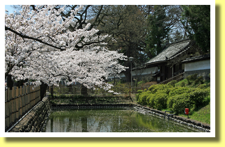Residence of Feudal Lords and Sakura, Ueada, Nagano, Koh-Shin-Etsu