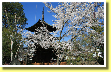 three storied pagoda of Shinano Kokubun-ji temple and Sakura, Ueada, Nagano, Koh-Shin-Etsu