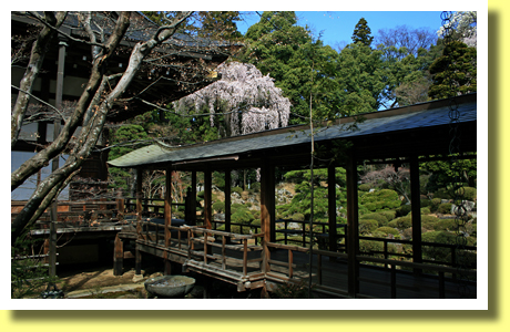 Garden of Erin-ji Temple and Sakura, Koshu, Yamanashi, Koh-Shin-Etsu