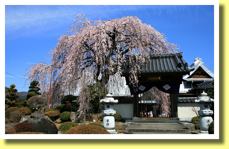 Shidare-zakura in Shurin-ji Temple, Koshu, Yamanashi, Koh-Shin-Etsu
