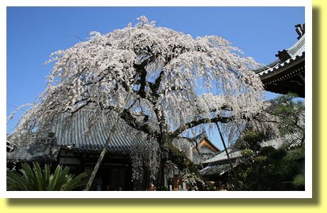 Sakura in Enmyo-ji Temple, Inuyama, Aichi, Tokai