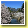 Sakura, Cherry Blossoms, Ueda Castle, Ueda, Nagano Pref., Koh-Shin-Etsu