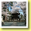 Sakura, Cherry Blossoms, Erin-Ji Temple, Koshu, Yamanashi Pref., Koh-Shin-Etsu